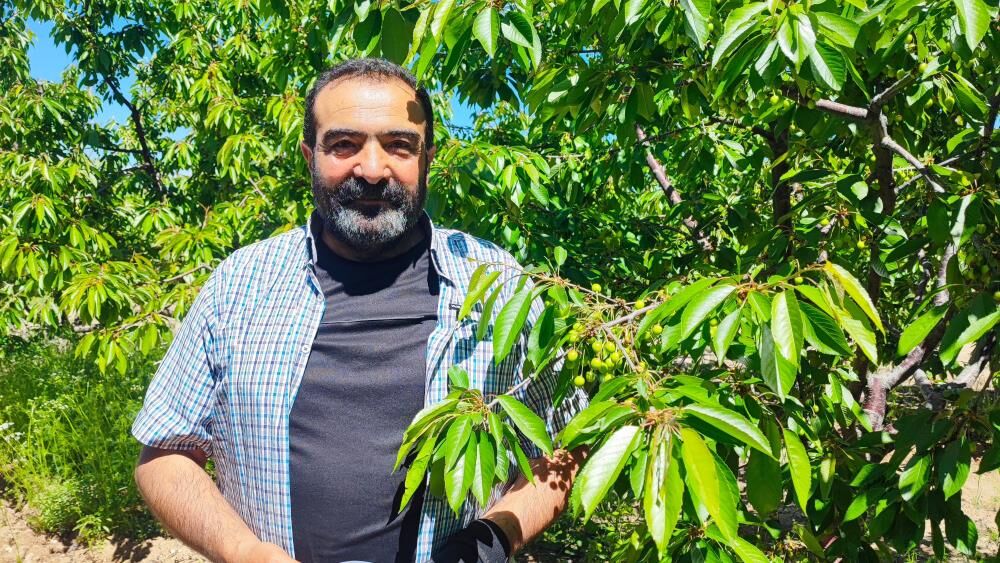 Geçen Yıl Don Vurdu, Bu Yıl Hedef 200 Ton 4
