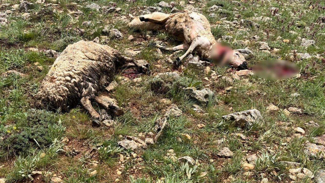 Koyun Sürüsüne Yıldırım Düştü! 5 Koyun Telef Oldu (1)