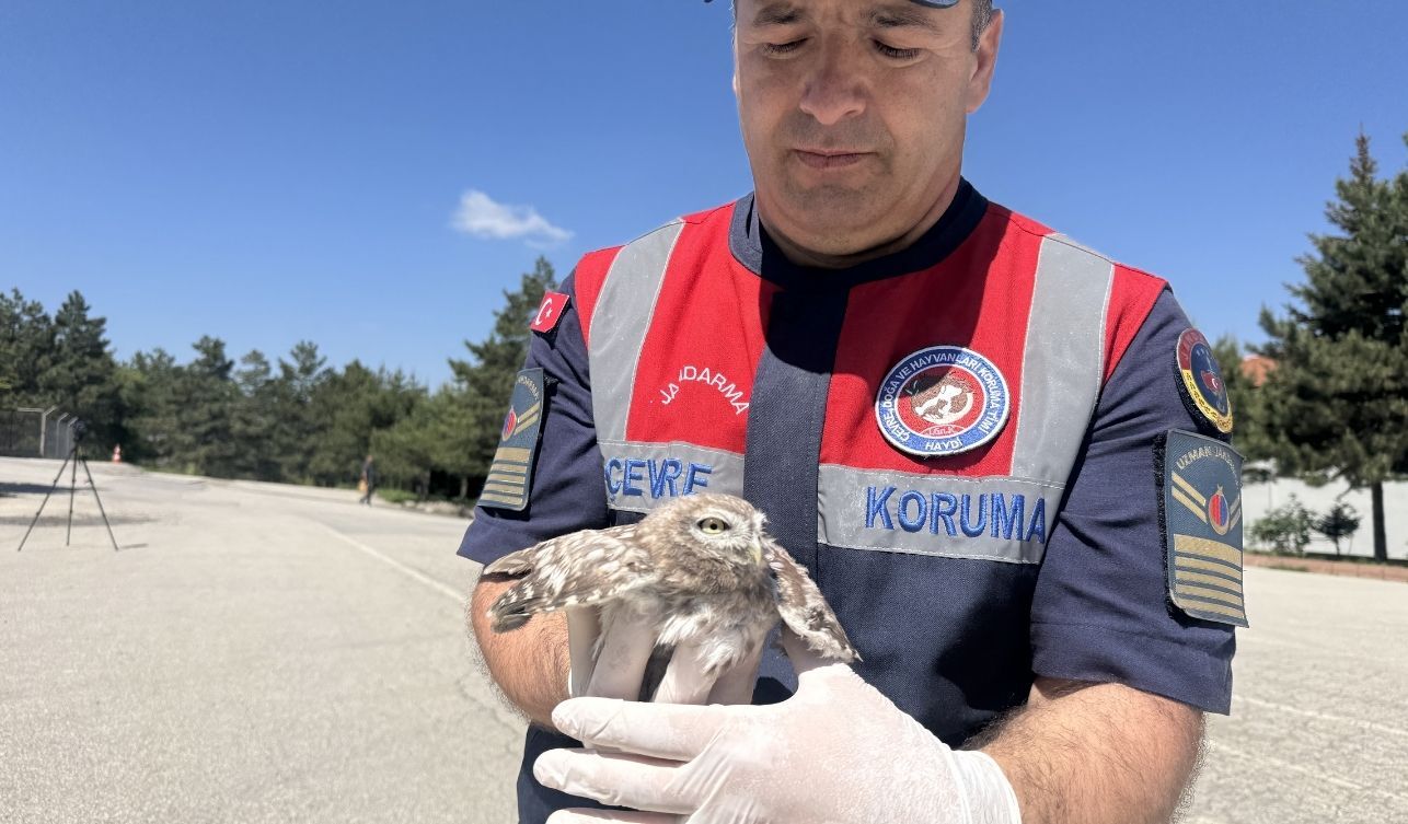 Yozgat'ta Infaz Koruma Memurlarınca Yaralı Halde Bulunan Baykuş (1)