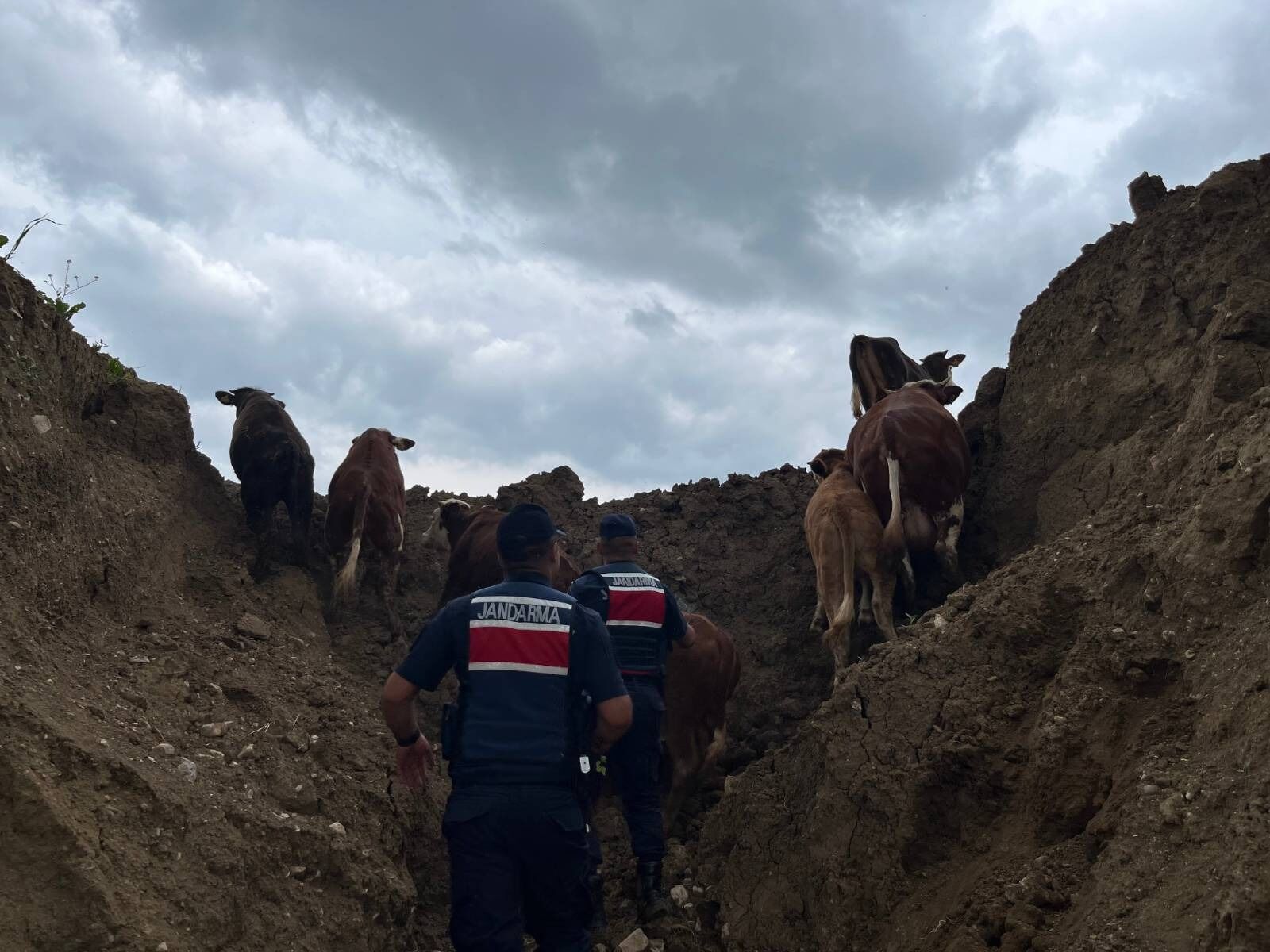 Yozgat'ta Hayvanları Kaybolan Vatandaşın Imdadına Jandarma Yetişti!