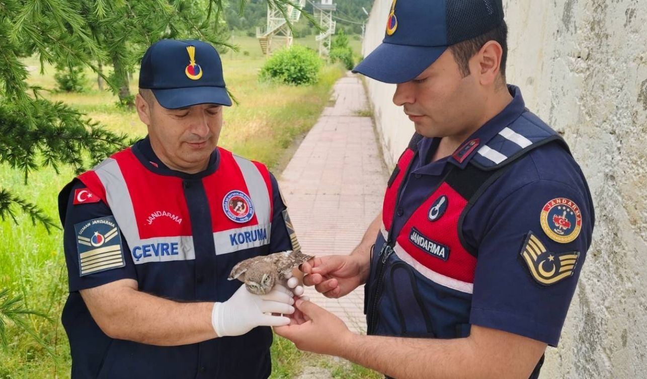 Yozgat’ta Yaralı Baykuş Koruma Altına Alındı (1)
