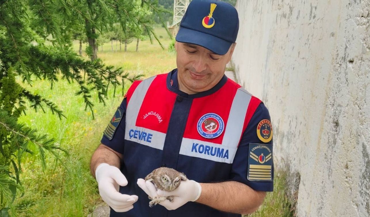 Yozgat’ta Yaralı Baykuş Koruma Altına Alındı (2)