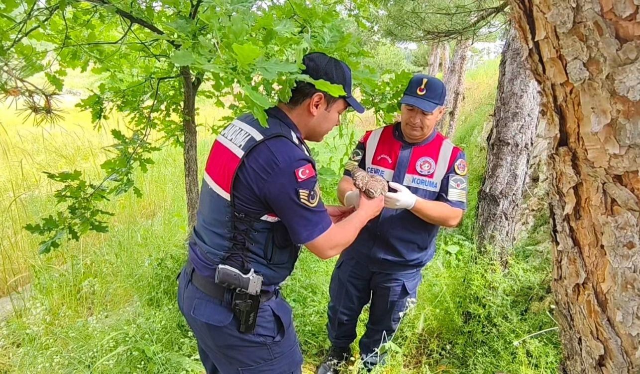 Yozgat’ta Yaralı Baykuş Koruma Altına Alındı (3)
