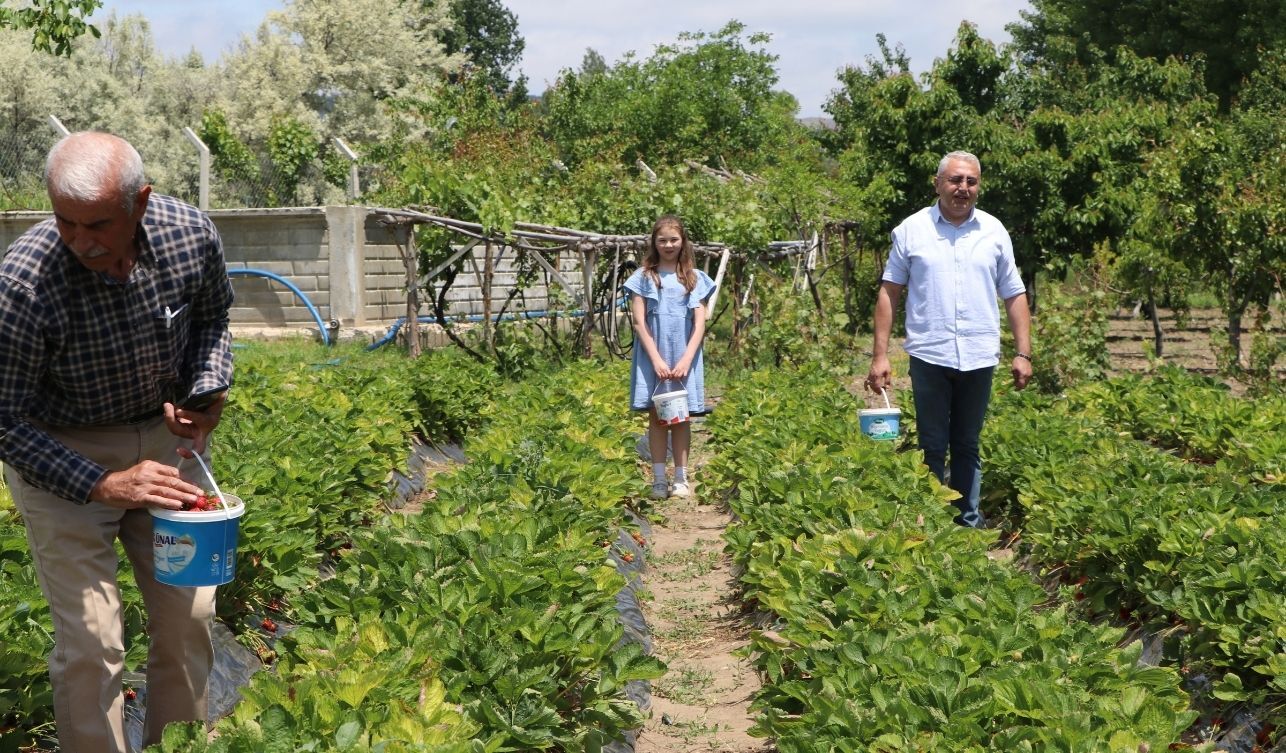 Sorgun’da Emekli Öğretmen Devlet Desteğiyle Çilek Üretiyor (1)