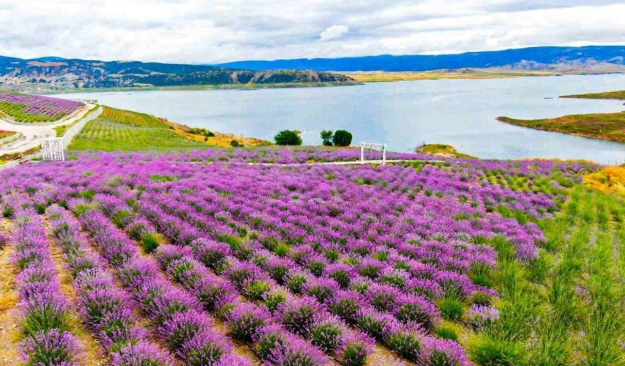 Yozgat Çekerek Lavanta Adası Turizme Açıldı (3)