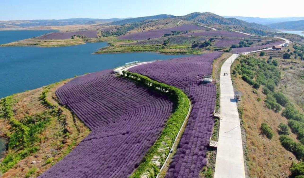 Yozgat Çekerek Lavanta Adası Turizme Açıldı (4)