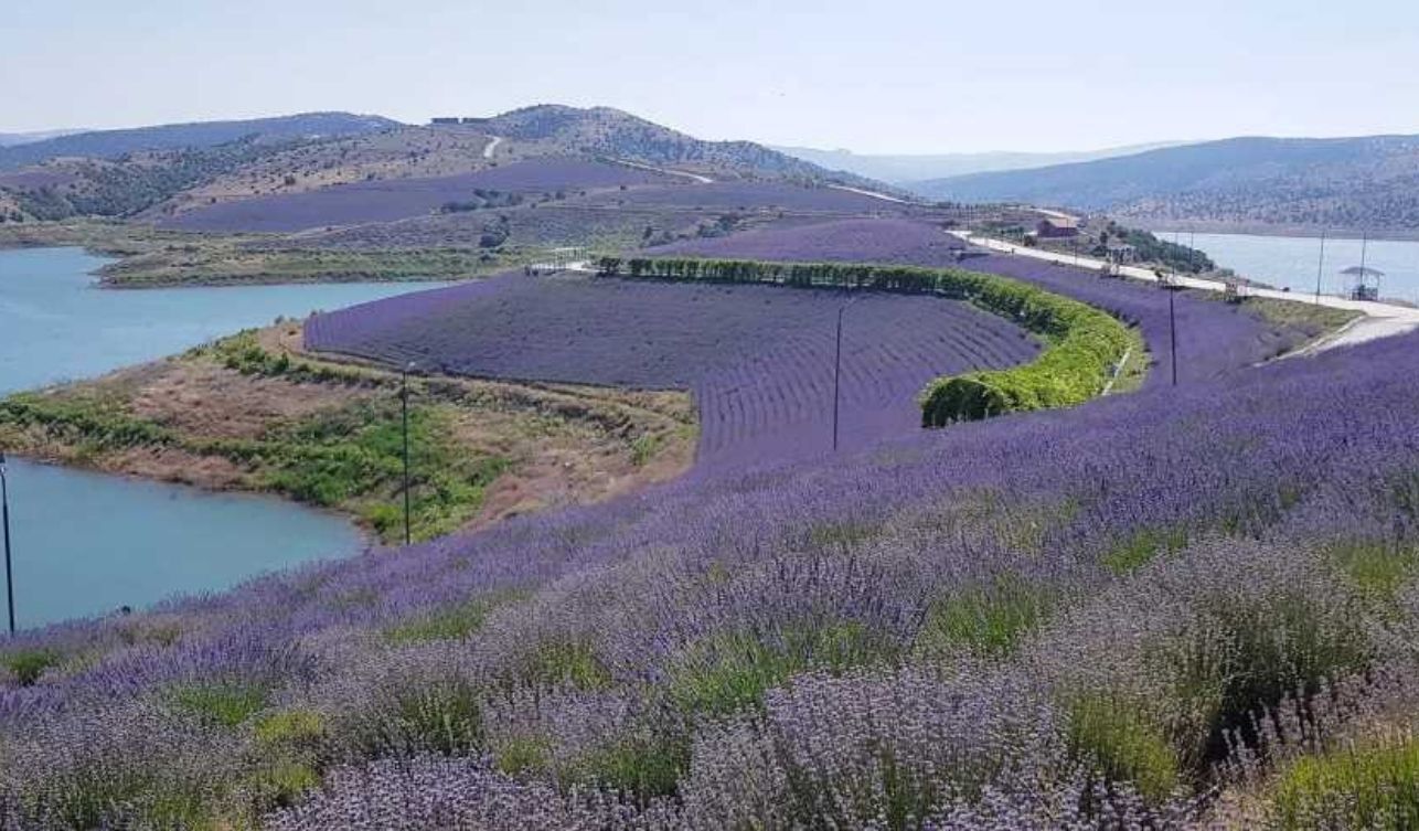 Yozgat Çekerek Lavanta Adası Turizme Açıldı (5)