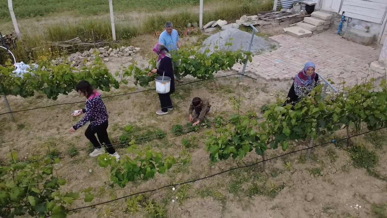 Terbiyeli Sistemle Modern Bağcılık (4)