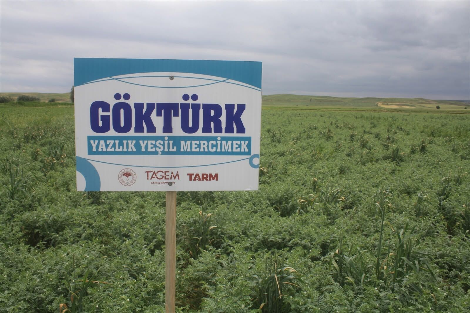 Tohum Çeşitleri Tanıtılıyor2