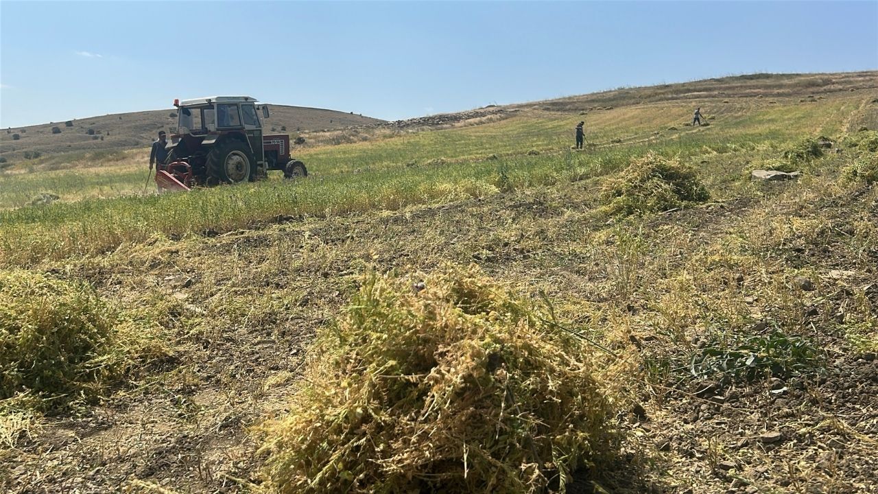 Yozgat Mercimek Hasadı (6)