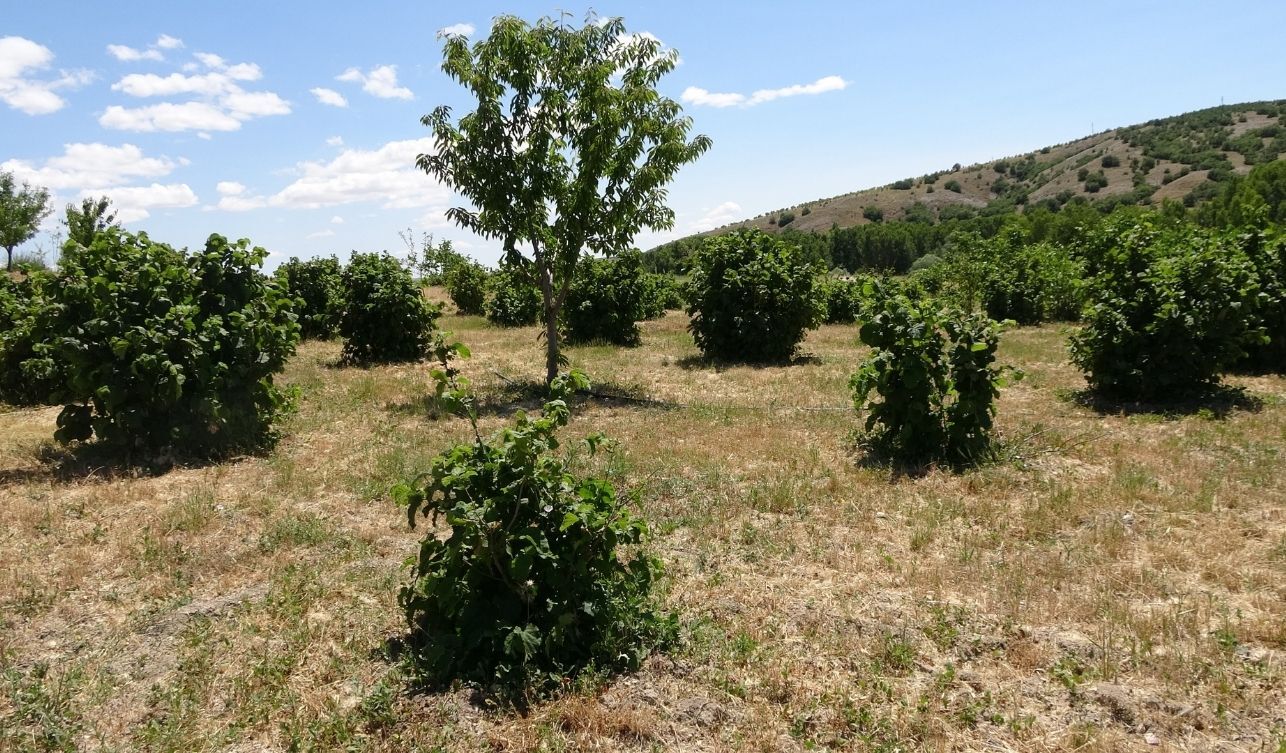 Bozkırın Ortasında Fındık Yetiştirdi (1)-1