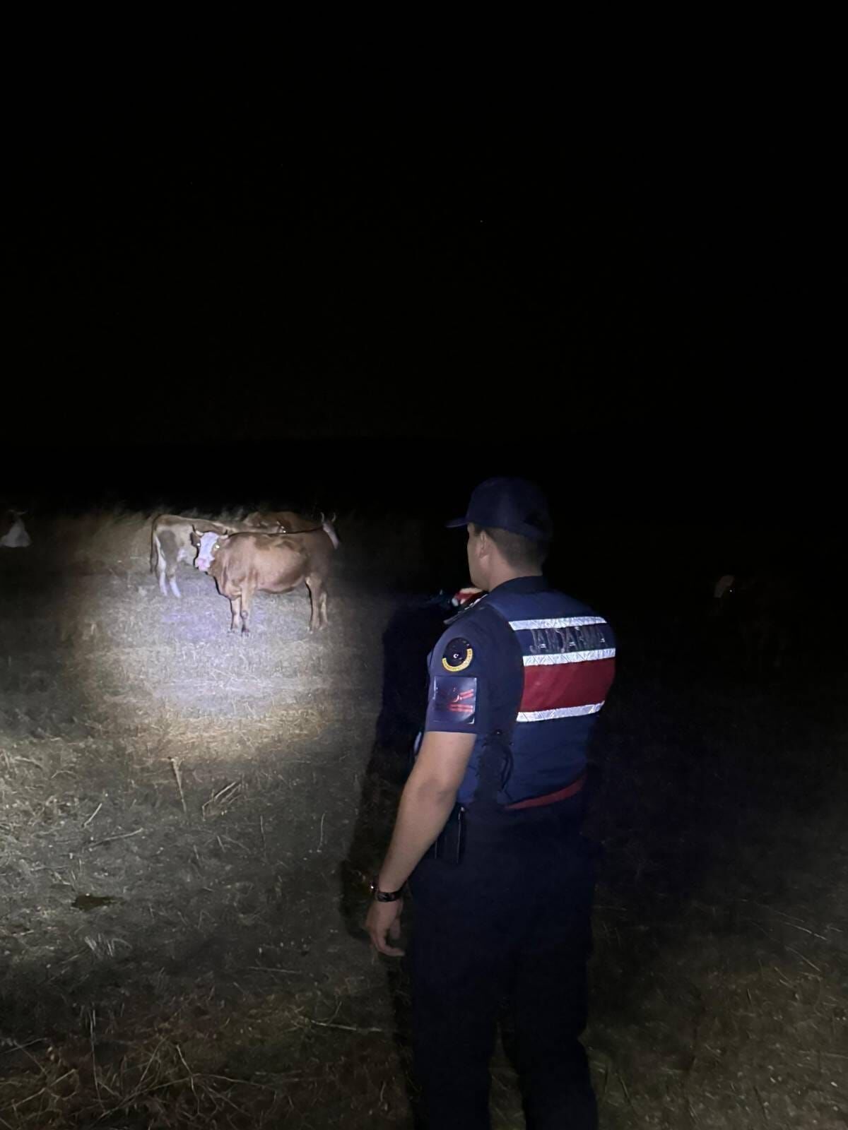 Kayıp Hayvanlar Dere Yatağında Bulundu