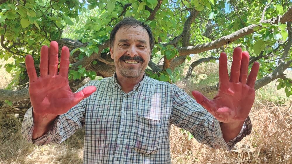 Asırlık Karadut Ağaçları Hayran Bırakıyor1