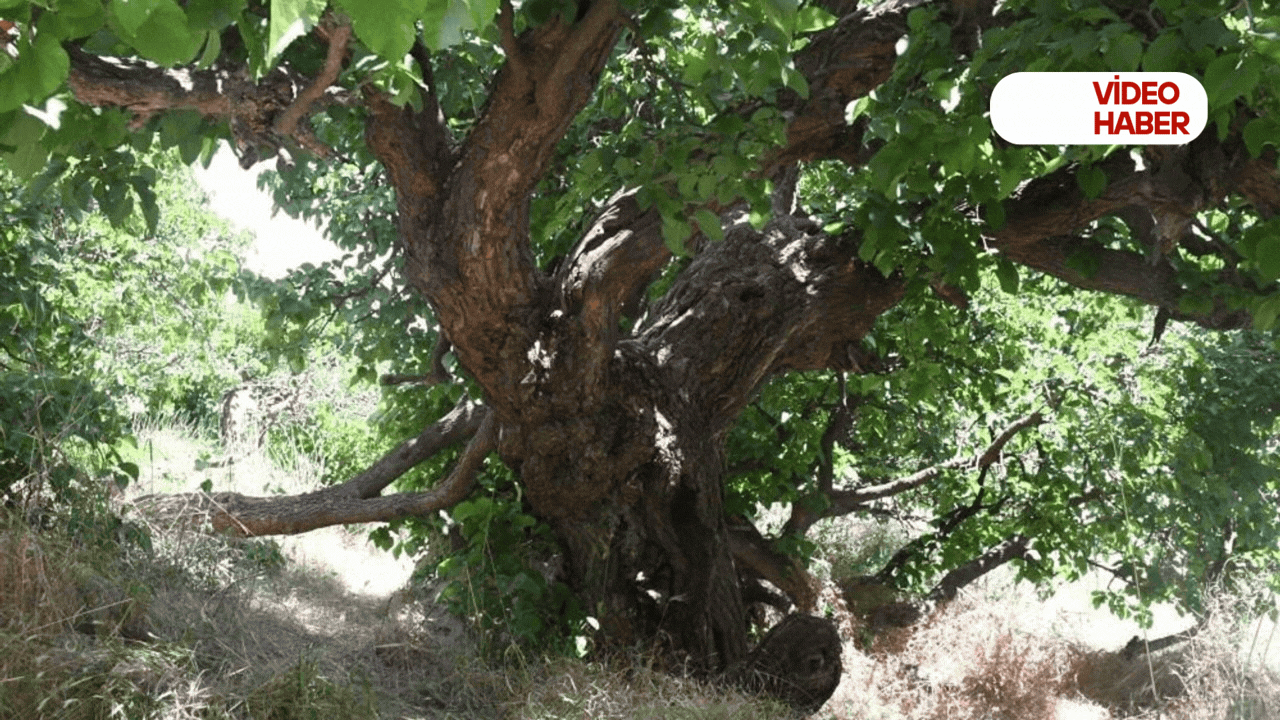 Yaşam