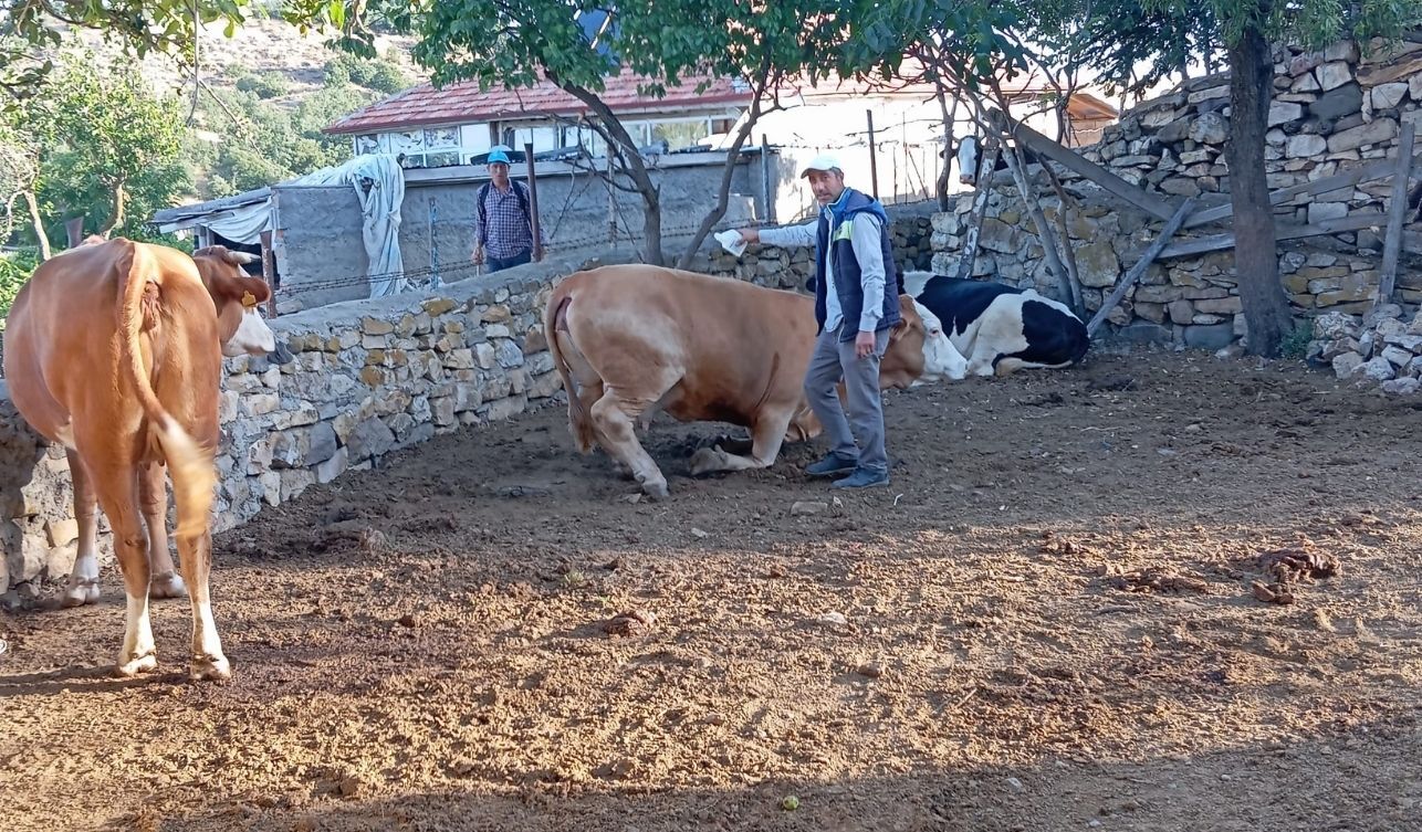 Tarım
