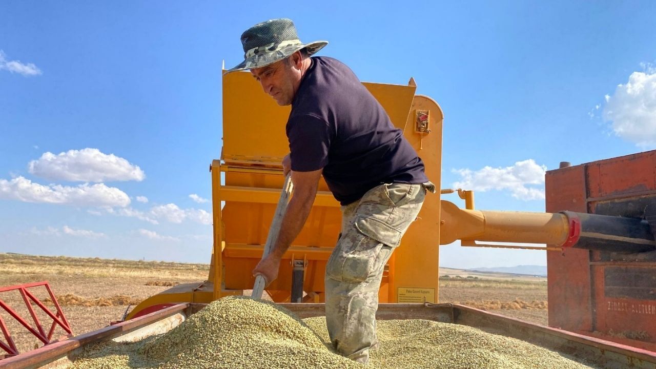 Yozgat'ta Yeşil Mercimek Alarmı Üreticiden Tmo'ya Alım Çağrısı (5)