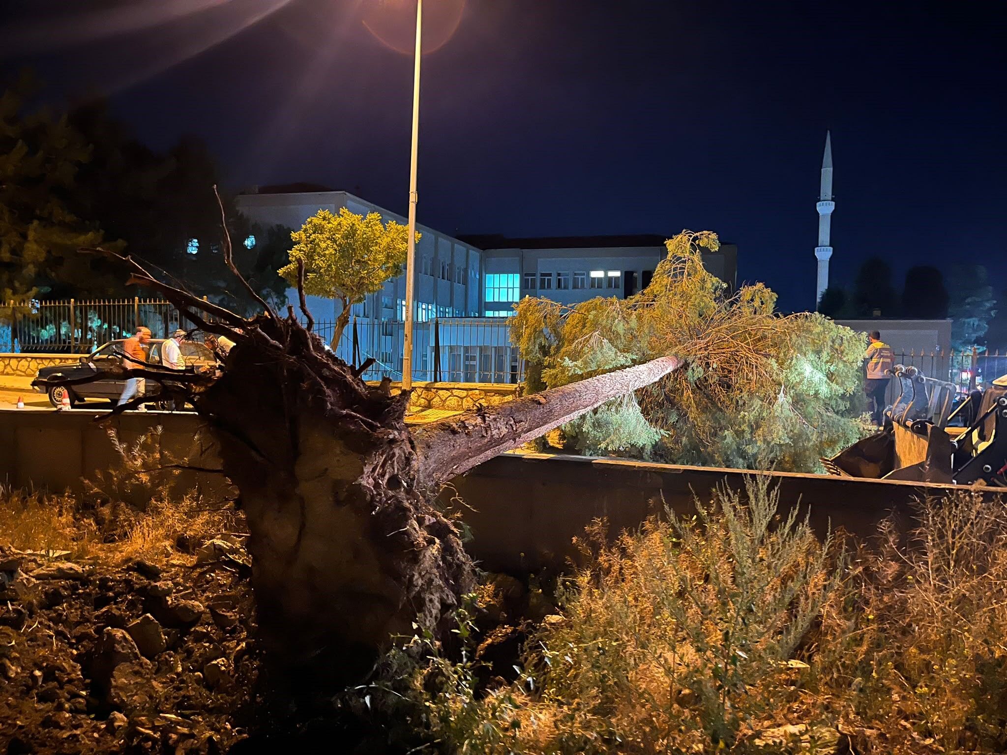 Rüzgarın Şiddetine Dayanamayan Ağaç Yola Devrildi (1)