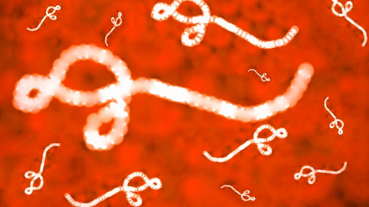 Ebola Virüsü Vakaları (2)