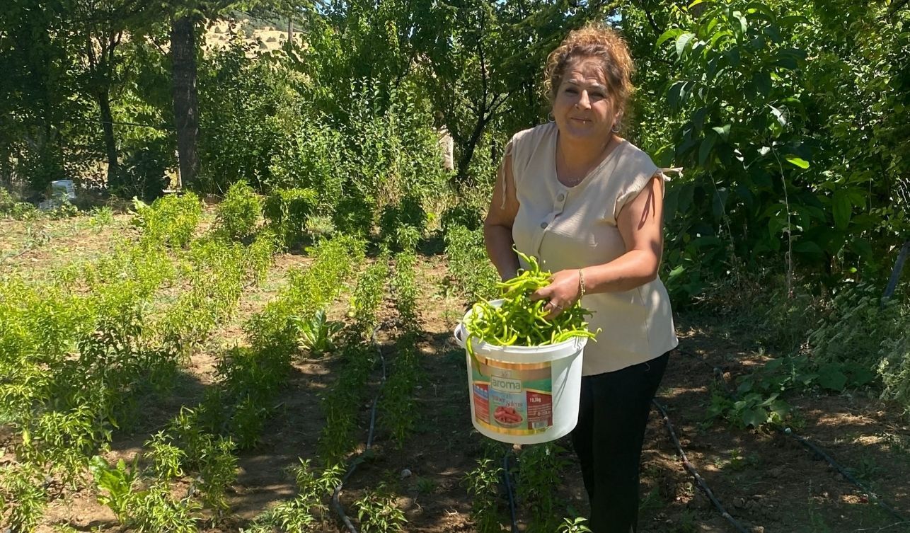 Yozgat Ata Tohumu (3)