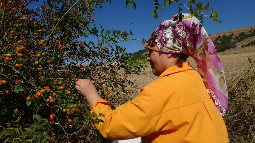 Dikenli Dallardan Kış Sofralarına (4)
