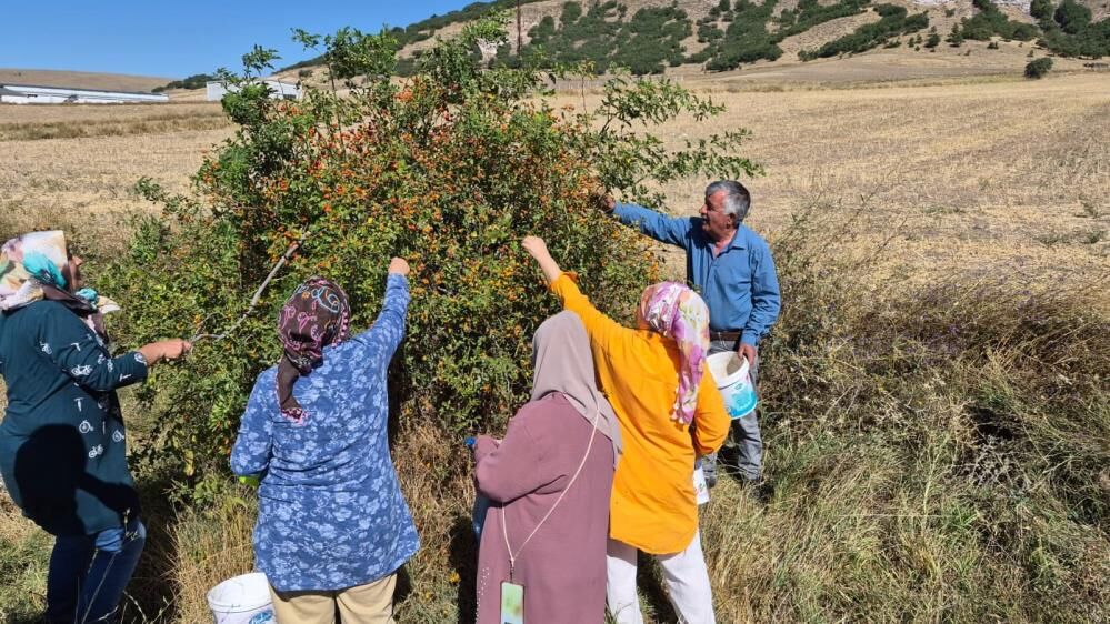 Dikenli Dallardan Kış Sofralarına (5)