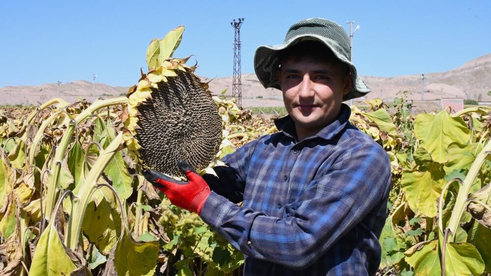 Günler Süren Hasat Saatlere Indi 2
