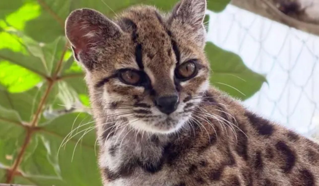 Bolivya Ormanlarında Keşfedildi Bilim Dünyası Yeni Bir Kedi Türünü Doğruladı (3)