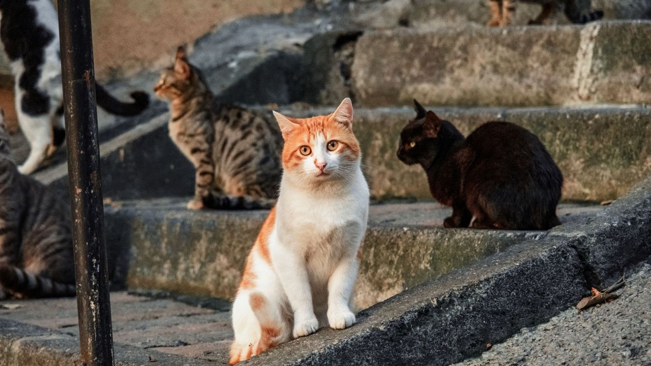 Sokak Hayvanları (1)