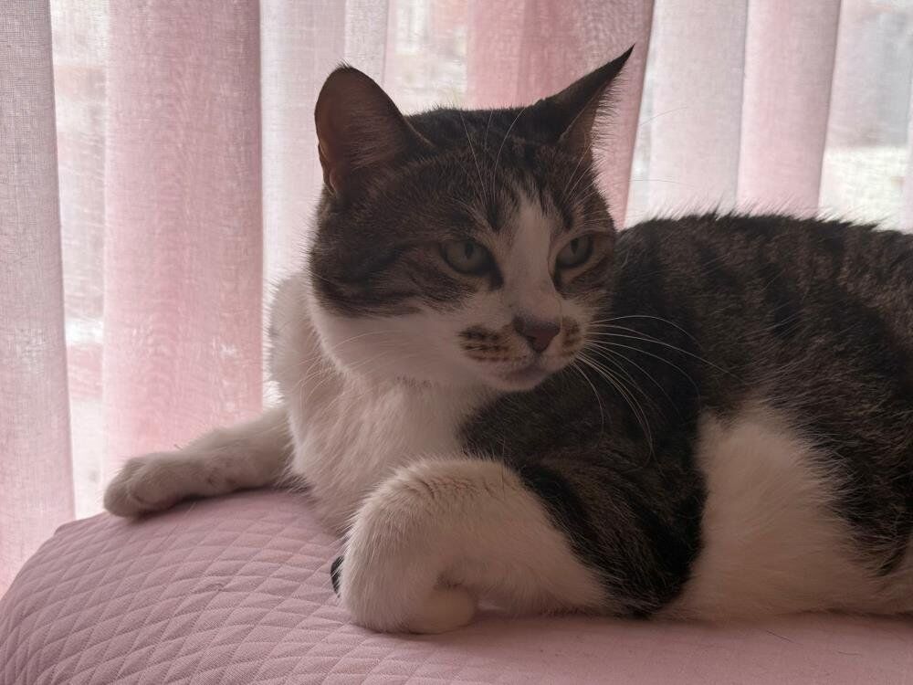 Hırsızlar Neye Uğradığını Şaşırdı! Kedi Geçit Vermedi (1)