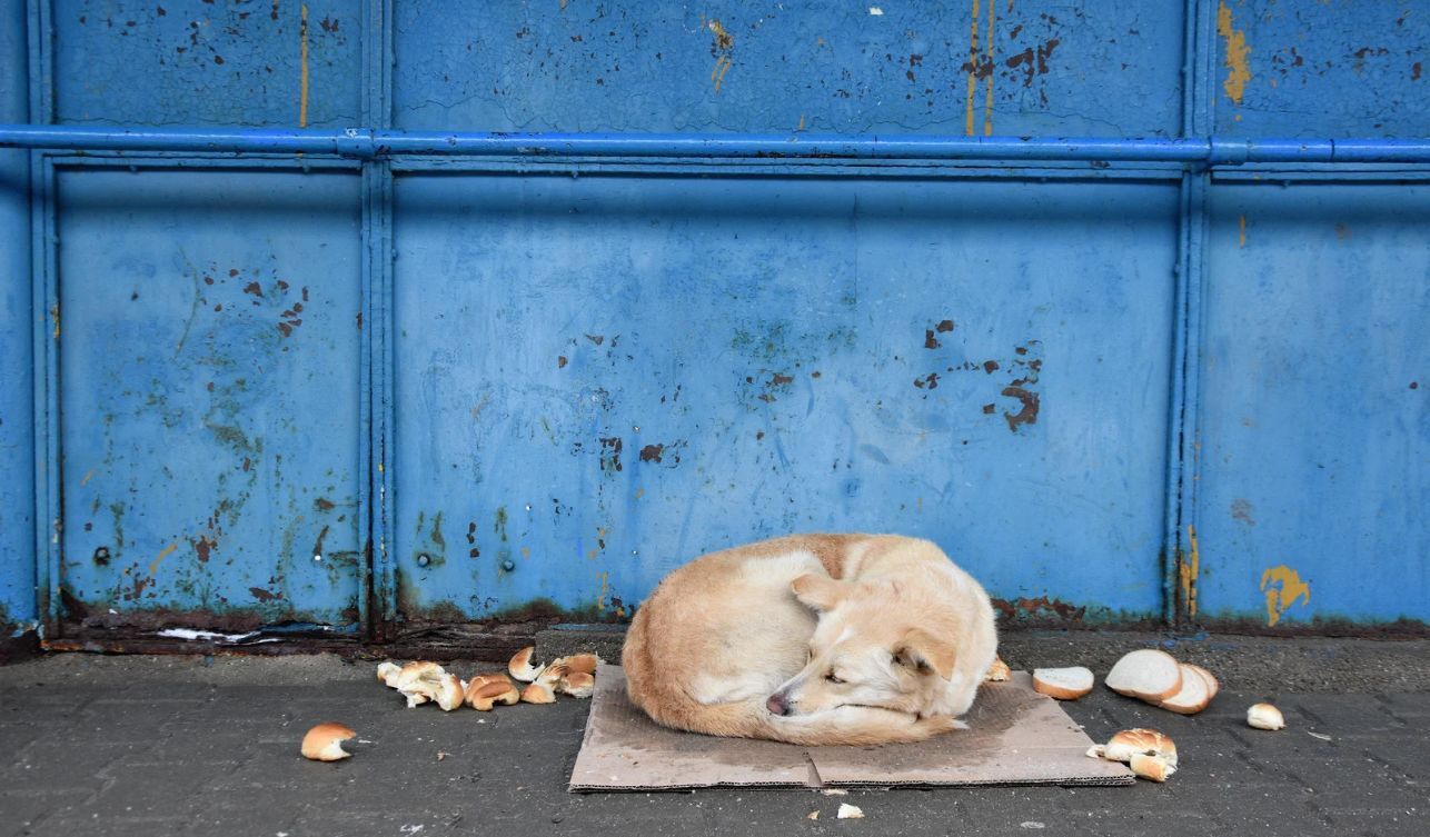 Sahibinin köpeğe uyguladığı şiddet kameraya yansıdı