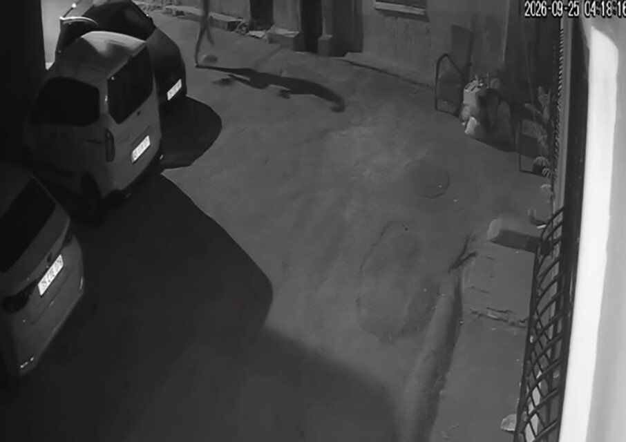 Sahibinin Köpeğe Uyguladığı Şiddet Kameraya Yansıdı (2)