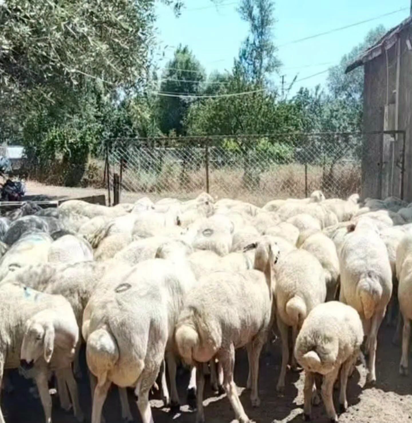 Hayvan Varlığı 130 Bini Aştı1