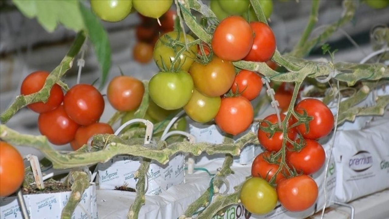 Yozgat Sera Projesi (3)