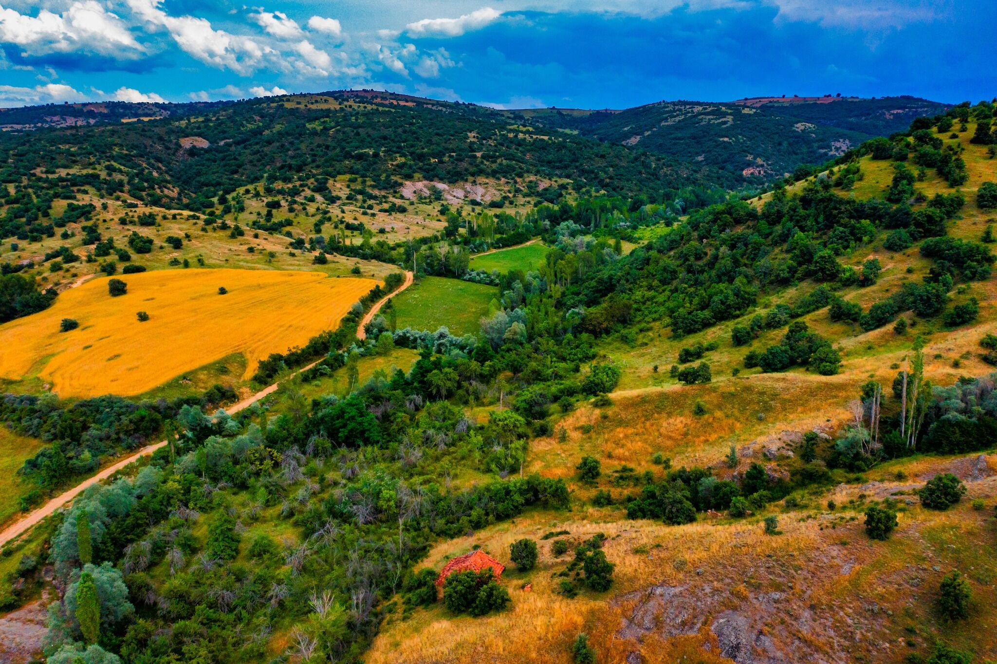 Akdağmadeni Orman (3)