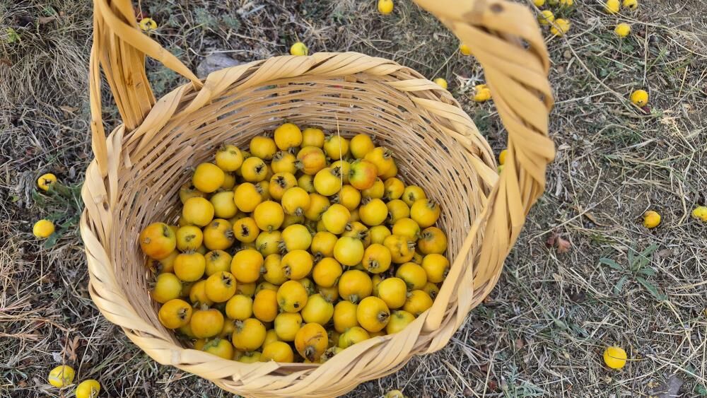 Faydaları Saymakla Bitmiyor1