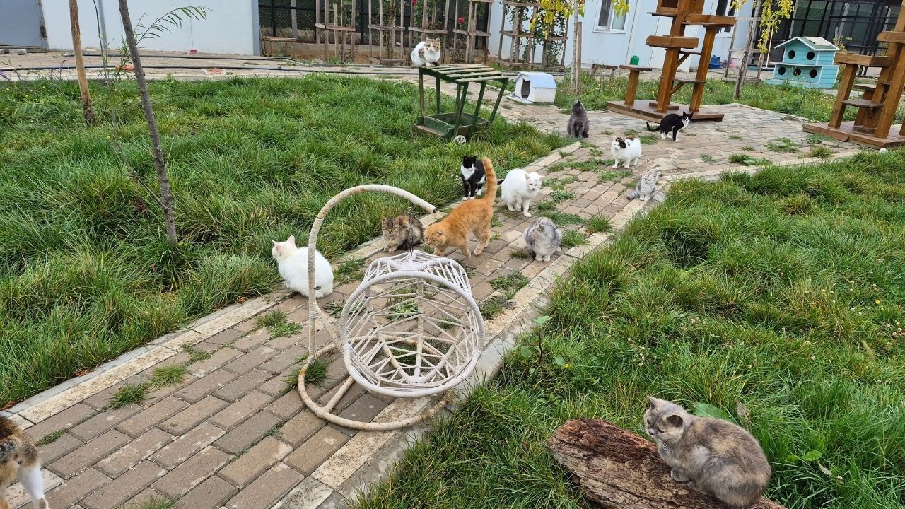 Yozgat Sokak Hayvanları Projesi (2)