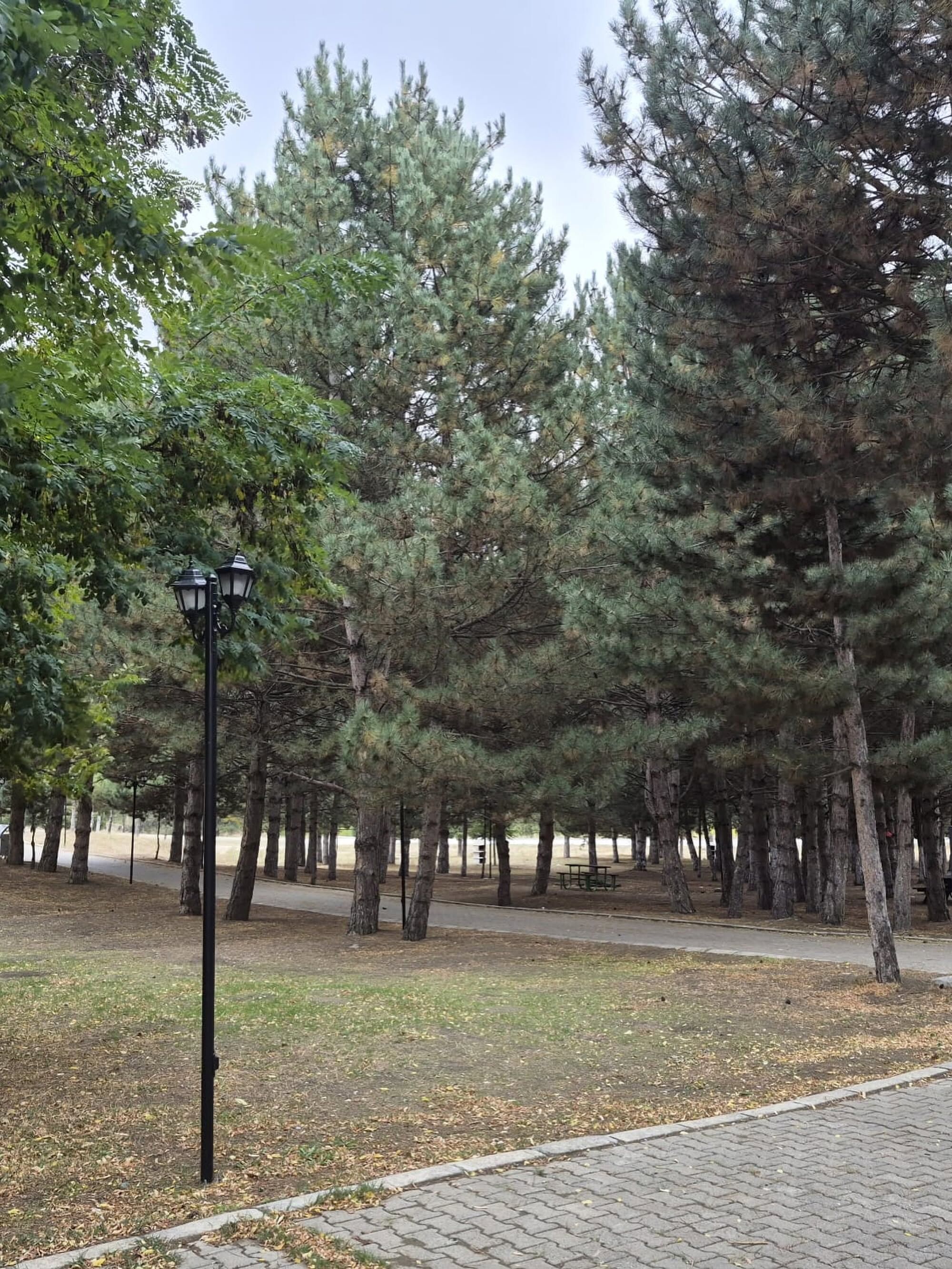 Orman Parkları Arttırılacak1