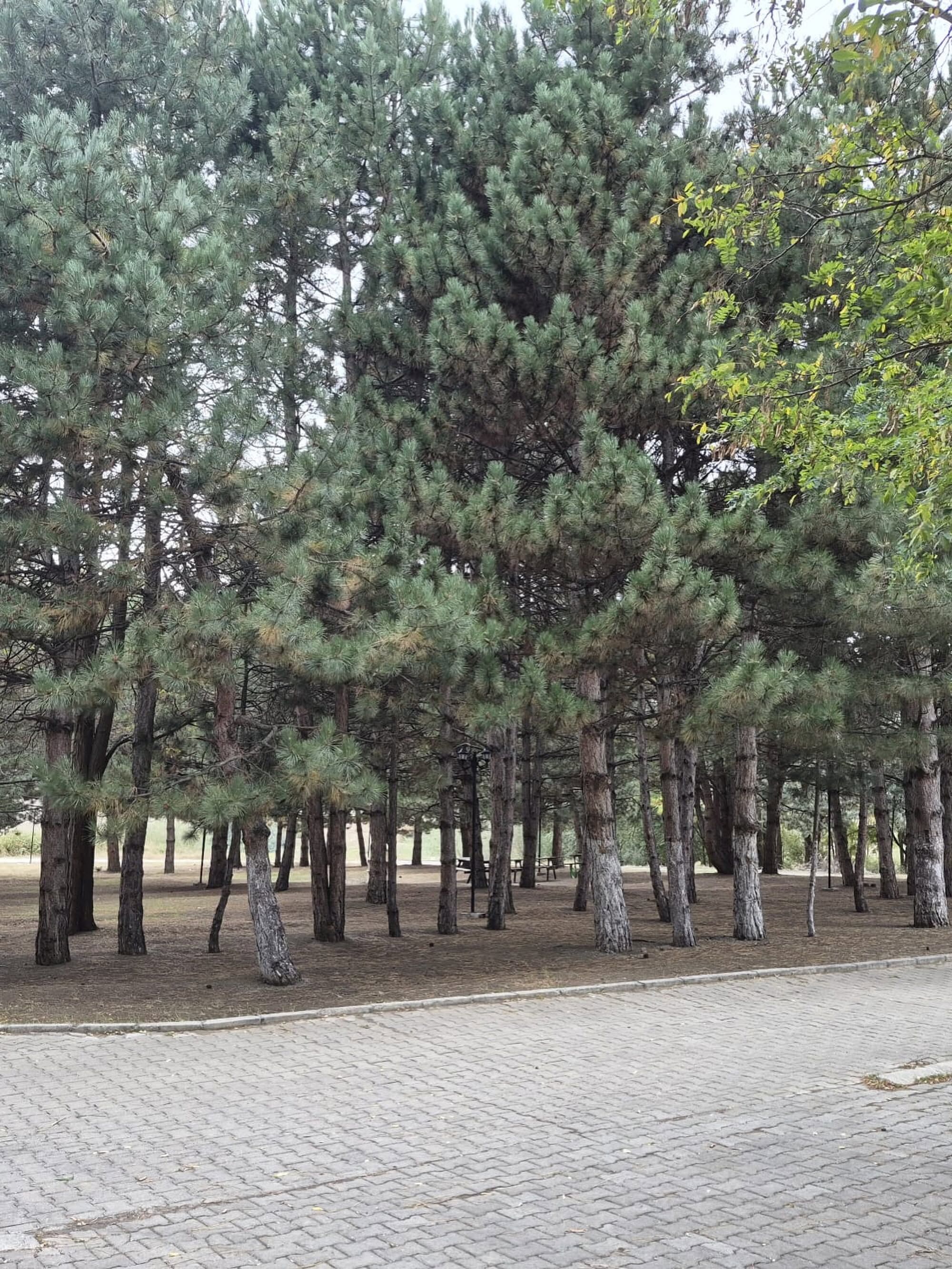Orman Parkları Arttırılacak2