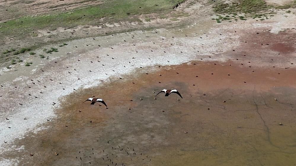 Angut Kuşları Dronla Görüntülendi