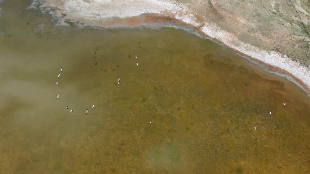 Angut Kuşları Dronla Görüntülendi5