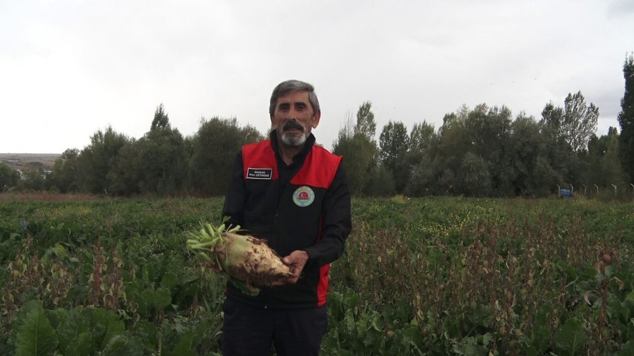 Şeker Pancarı (2)