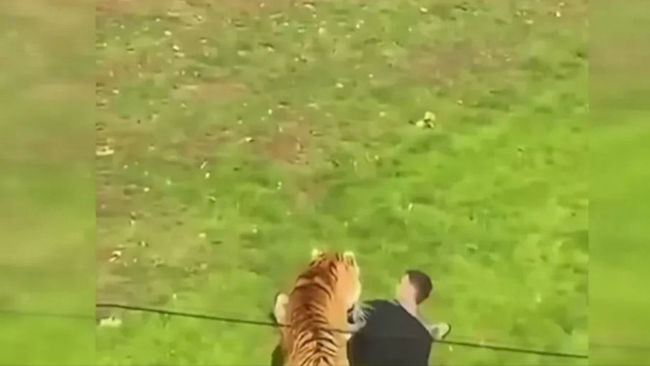 Kaplan Saldırısında Öldü! (1)