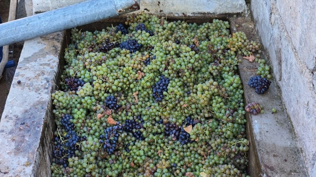 Yozgat Pekmez Yapımı (4)