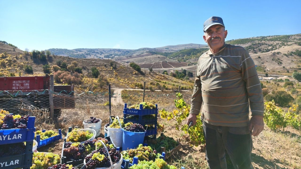 Yozgat Pekmez Yapımı (7)