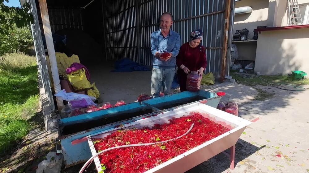 Gilaburu Hasadı Başladı