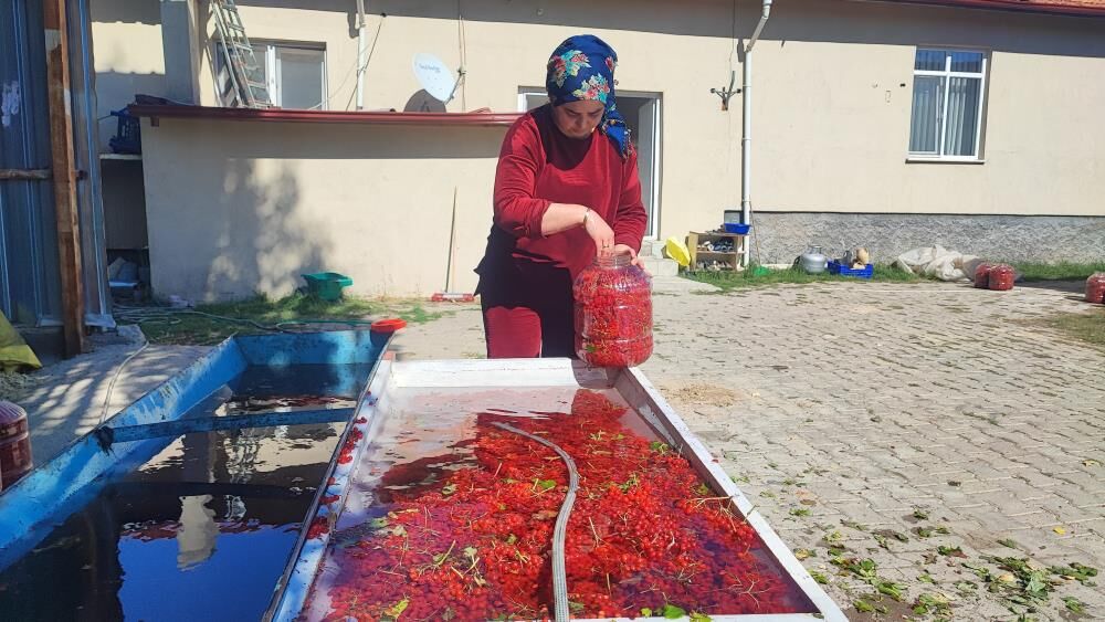 Gilaburu Hasadı Başladı4