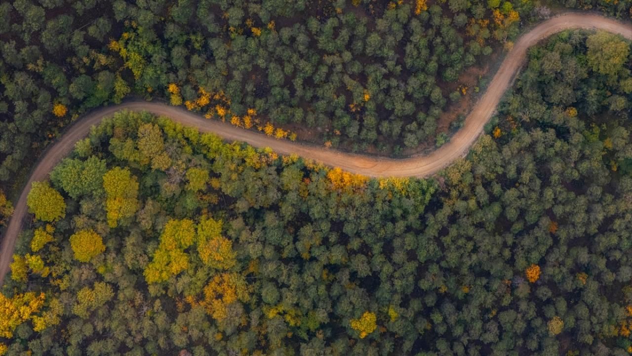 Yozgat Ormanlarında Sonbahar Renkleri (4)