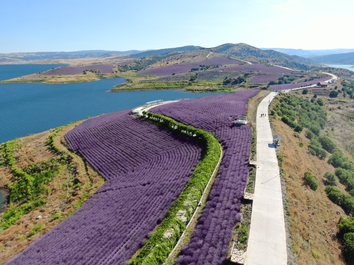 Çekerek Lavanta Adası