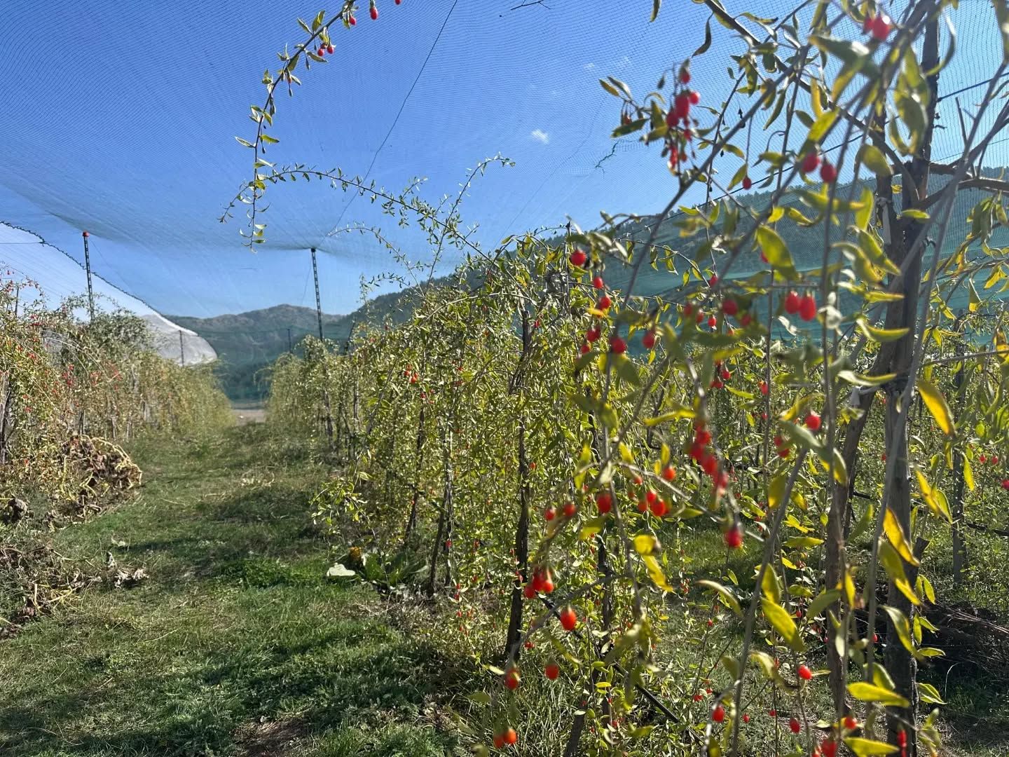 Hedef Tarımsal Çeşitlilik2